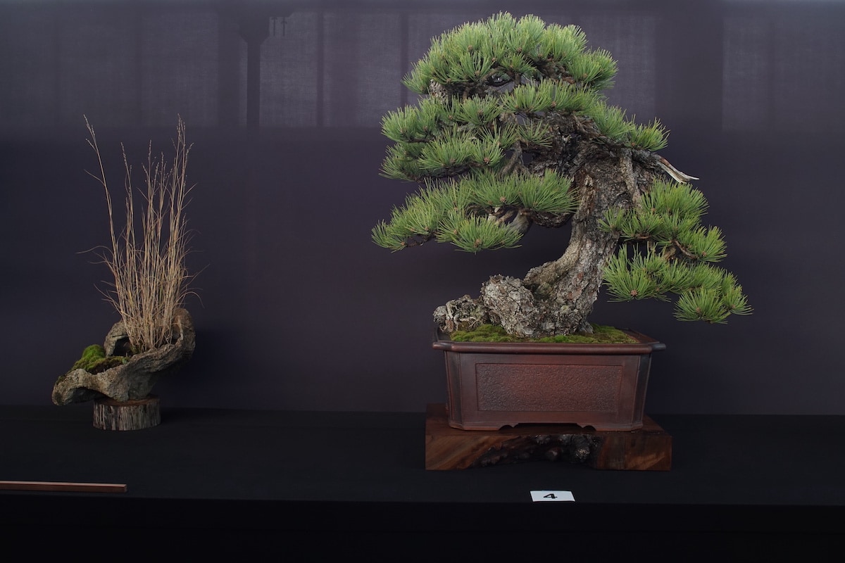 Pacific Bonsai Exhibition 2022