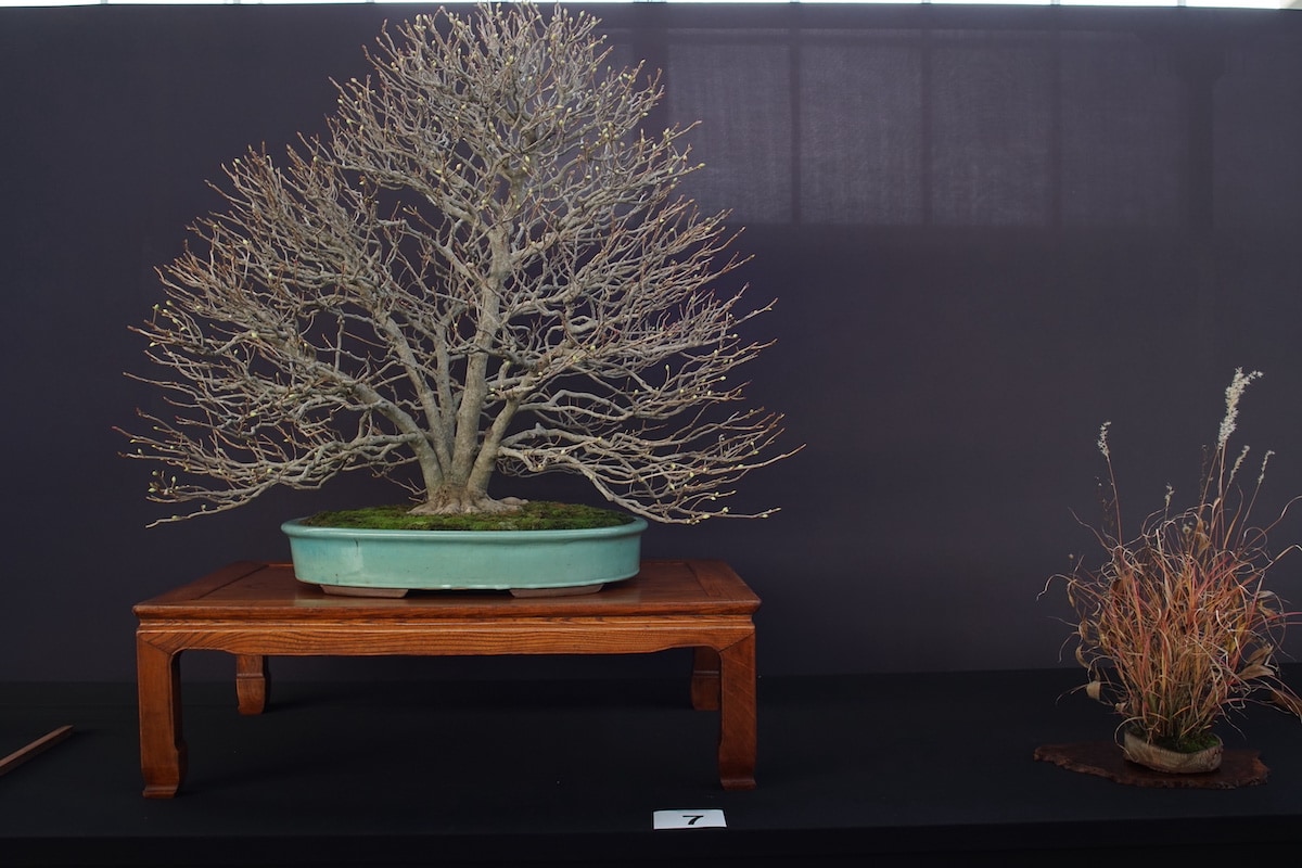 Pacific Bonsai Exhibition 2022