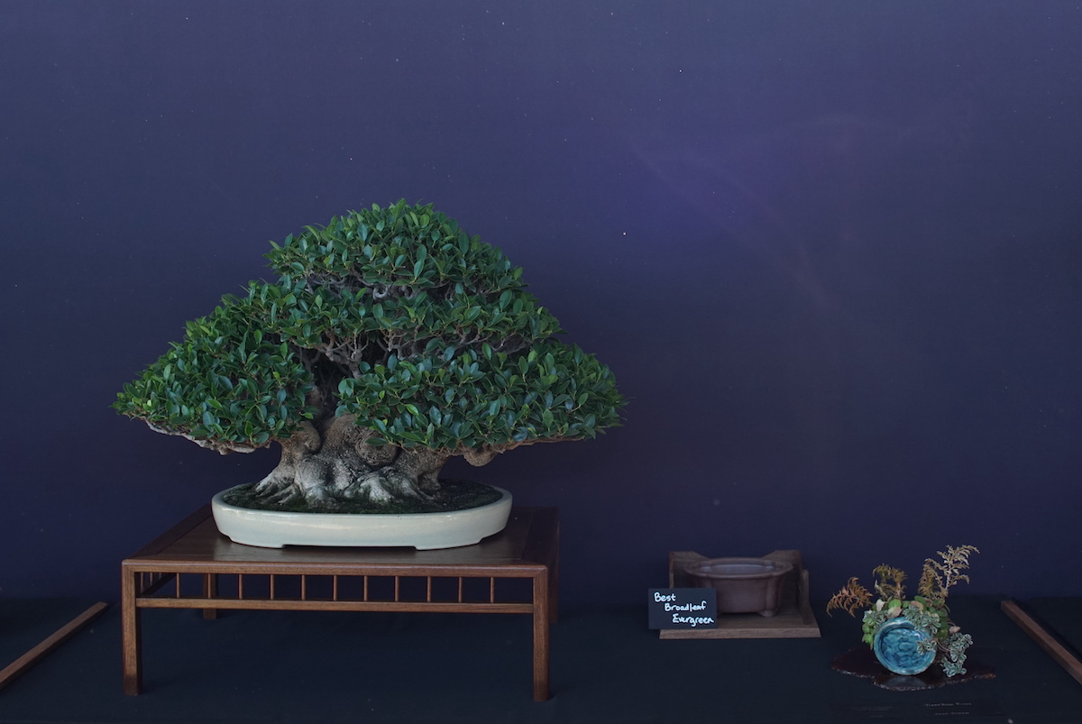 Pacific Bonsai Exhibition 2022