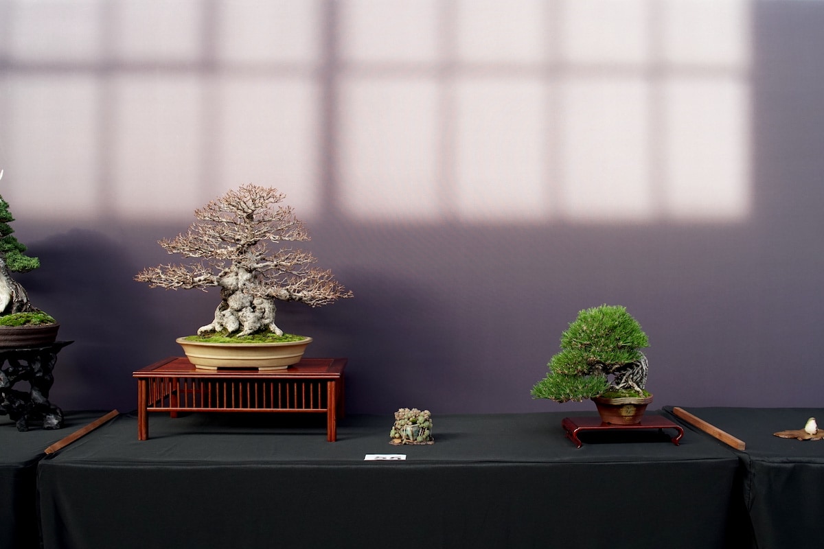 Pacific Bonsai Exhibition 2022