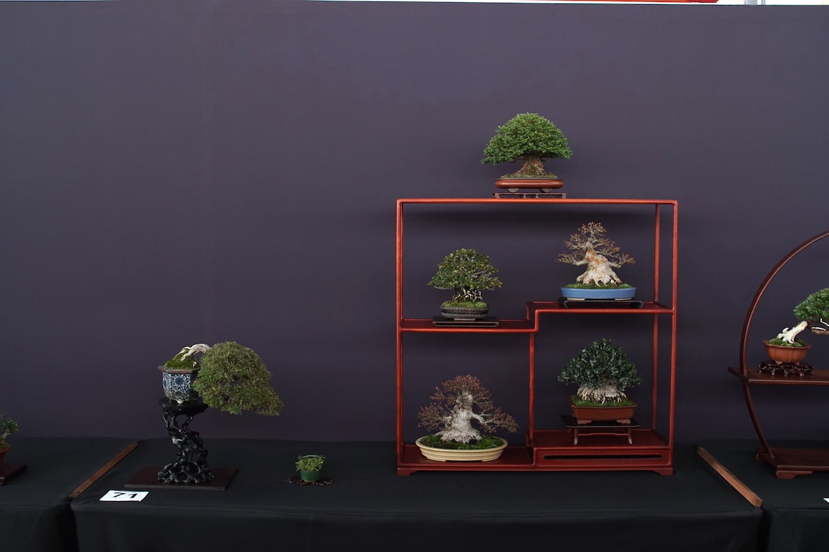 Pacific Bonsai Exhibition 2022