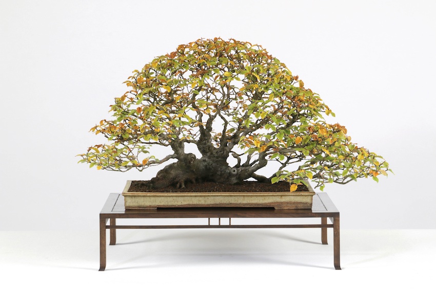 Best deciduous bonsai tree