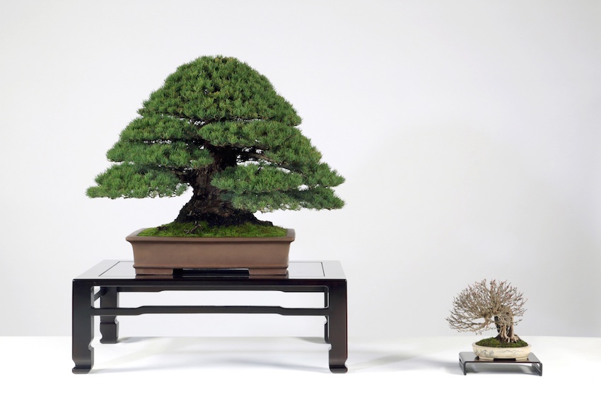 Chuhin pine bonsai