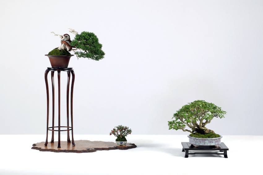 Shohin bonsai tree