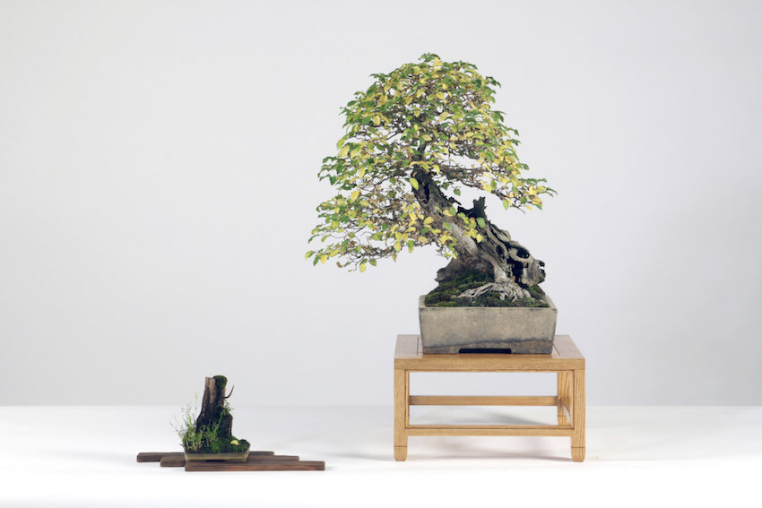 English elm bonsai