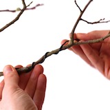 Selecting the proper wire thickness can be tricky at first. In this case, we have a 9mm thick branch, so we've selected a 3mm wire as per the 1/3 rule. Wrap the wire around the branch at a 45° angle.