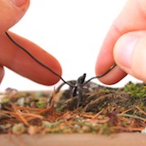 The guy-wire can be attached to the Bonsai pot. In this case, we attached it to a strong surface root.