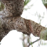 Be very careful to check on your tree when it is wired; you want to remove the wires before they grow into the branches. These scars look ugly and artificial.