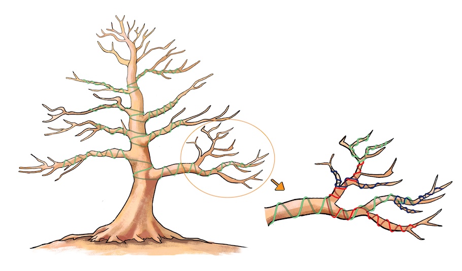 Wiring a Bonsai tree illustration