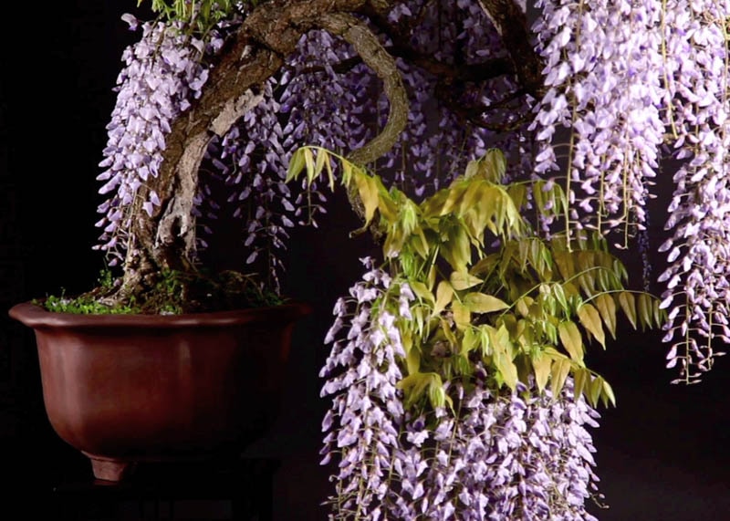 Wisteria bonsai 