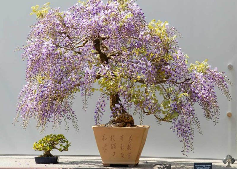 Wisteria floribunda bonsai 