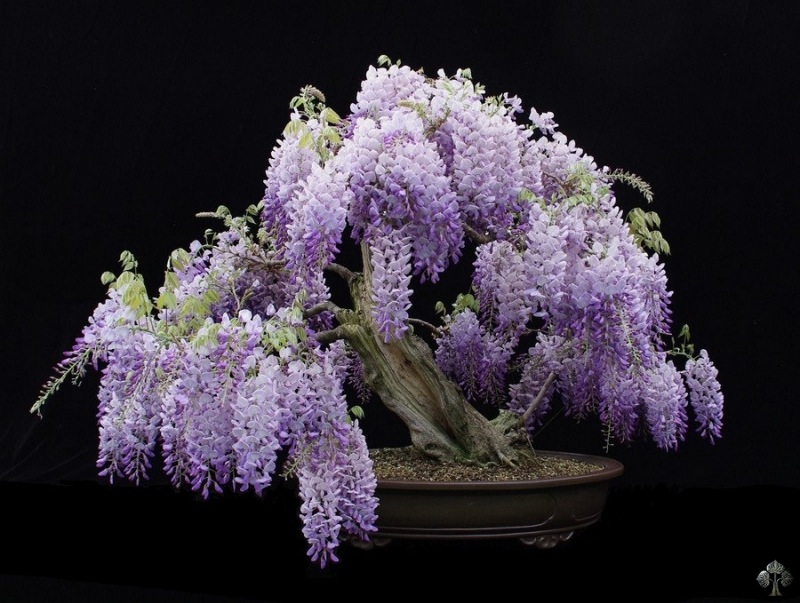 Wisteria Bonsai