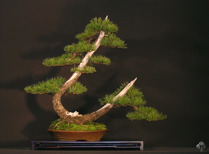 Bonsai