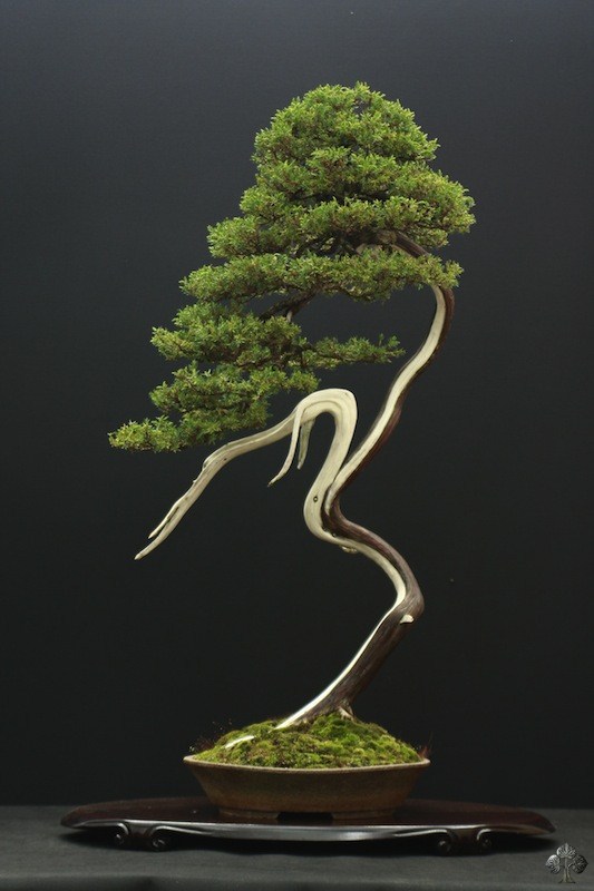 Bonsai tree Juniper