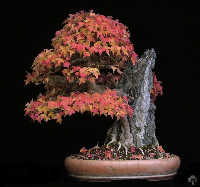 Acer buergerianum by Wolfgang Putz