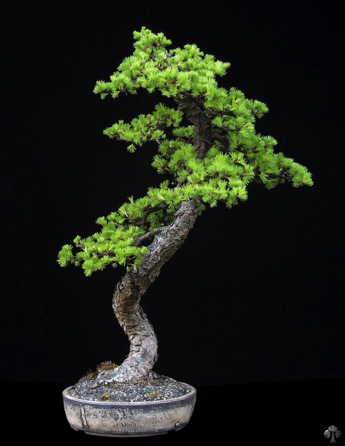 Larix decidua (Larch bonsai)