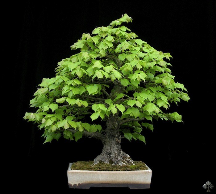 Tilia platyphyllos bonsai