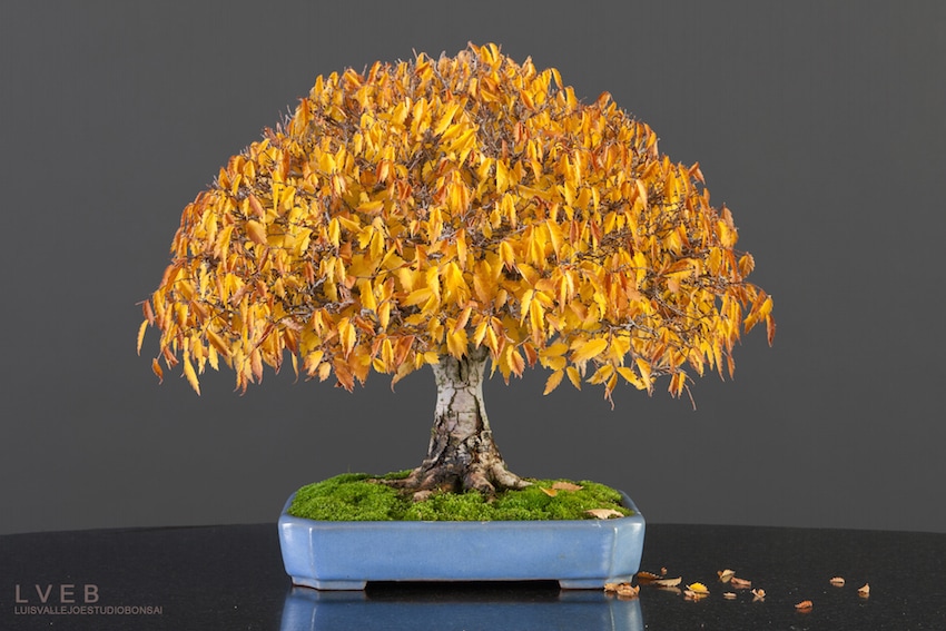 Zelkova serrata bonsai tree