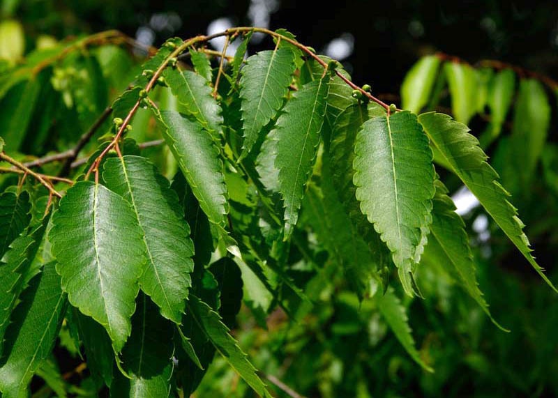 Leaves of the Zelkova 