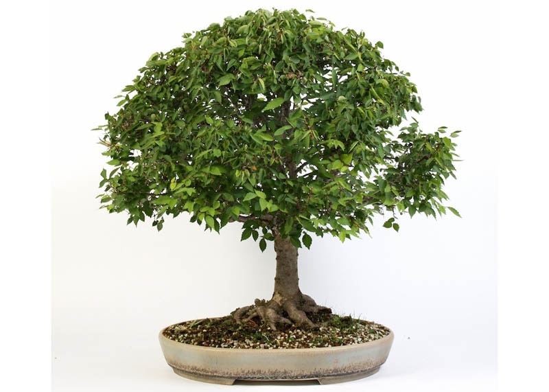 Japanese elm bonsai 