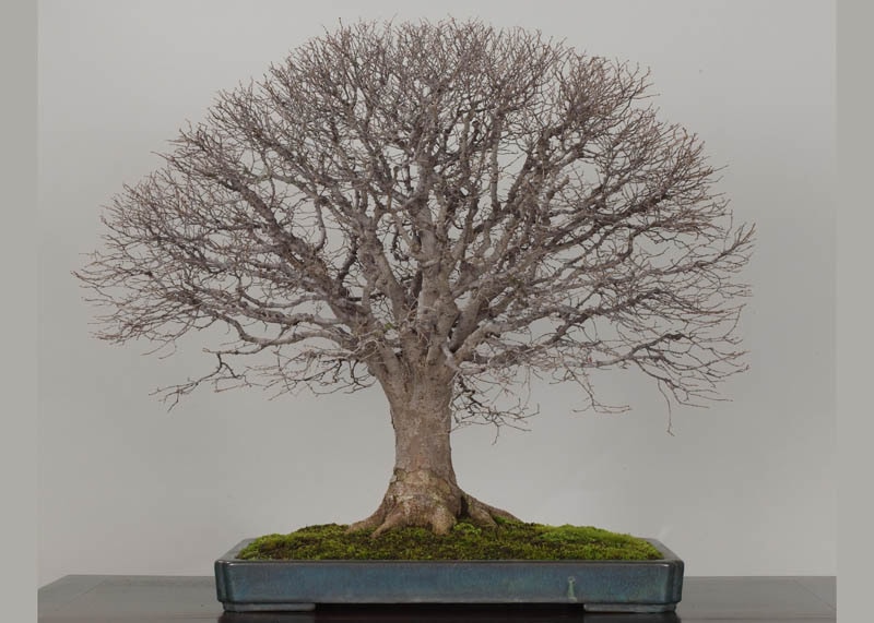 Zelkova in Japan, in winter 