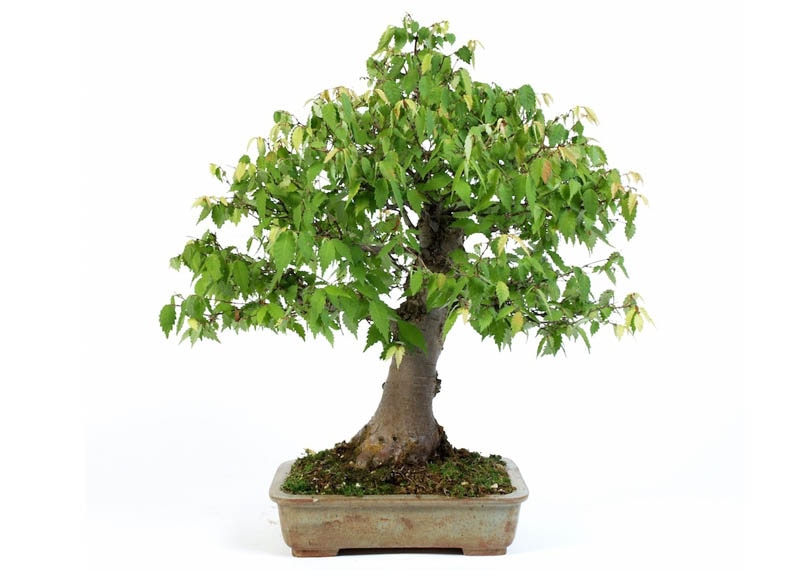 Japanese elm bonsai 