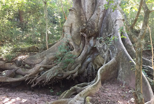 Akar Pohon Ficus Maxima