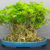 Bonsai Ficus Macrophylla