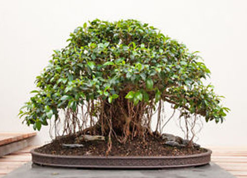 Bonsai Ficus Oblique