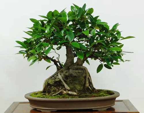 Bonsai Ficus Platypoda