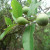 Buah Ficus Capreifolia