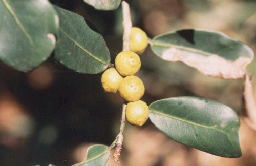 Buah Ficus Natalensis