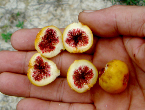Daging Buah Ficus Palmata