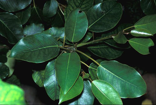 Daun Ficus Bizanae