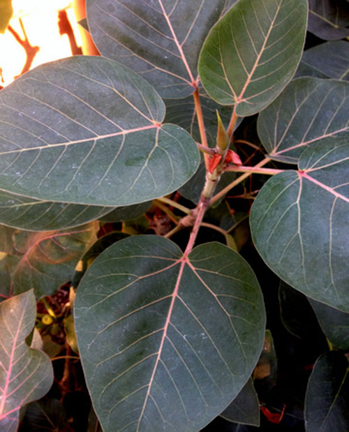 Daun Ficus Petiolaris