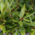 Daun Pohon Beringin Afrika Ficus Neriifolia