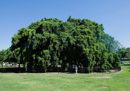 Pohon Beringin Ficus Benjamina