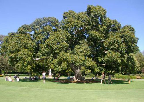 Pohon Ficus Altissima