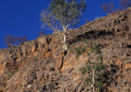 Pohon Ficus Cordata