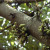 Pohon Ficus Hispida