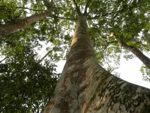 Pohon Ficus Insipida