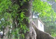 Pohon Ficus Maxima