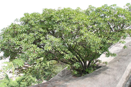 Pohon Ficus Subpisocarpa