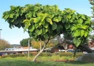 Pohon Ficus auriculata