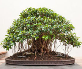 Bonsai Ficus Oblique