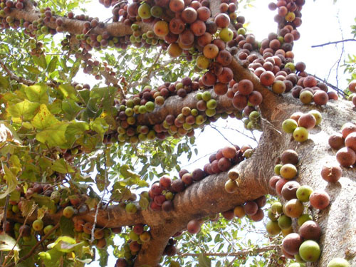 Buah Ficus Sansibarica Bergerombol