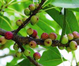 Buah Matang Ficus Subpisocarpa