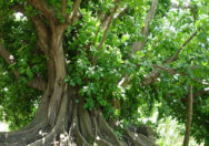 Pohon Ficus Citrifolia