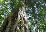 Pohon Ficus Craterostoma