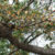 Pohon Ficus Drupacea
